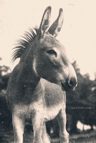 Donkey vintage – Ane photography – ©LilaVert