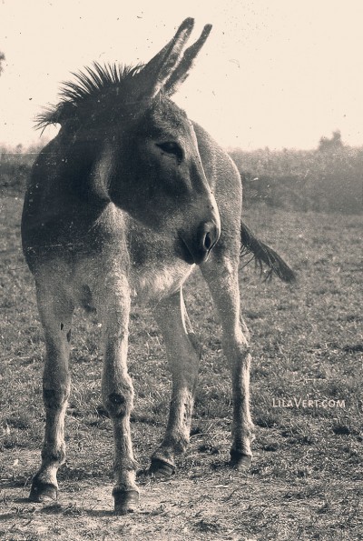Donkey vintage – Ane photography – ©LilaVert