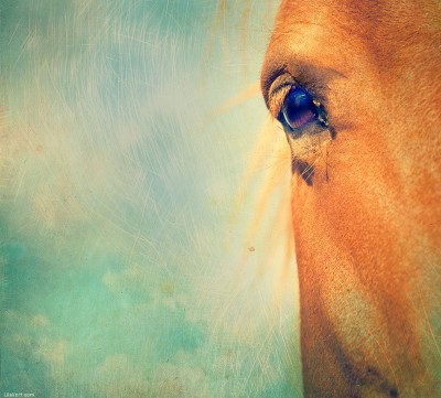 Horse Eye Textured ©LilaVert