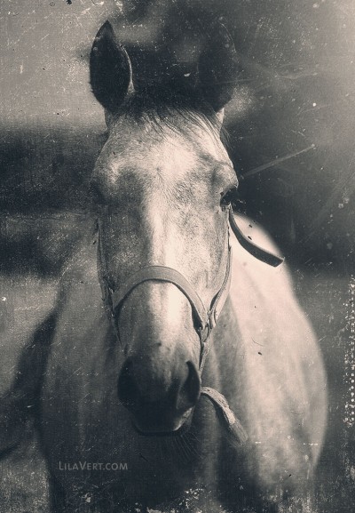 Horse vintage – Diapo photography – ©LilaVert