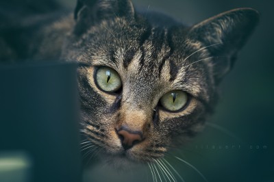 Timousse – Portrait chat ©LilaVert