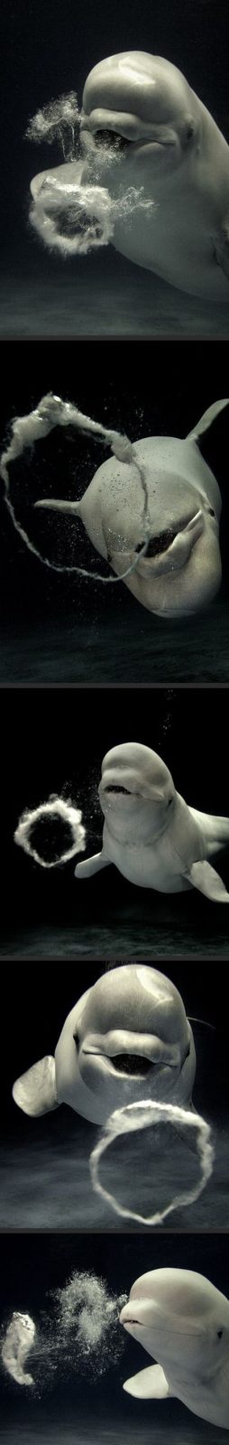 beluga whales blowing bubbles