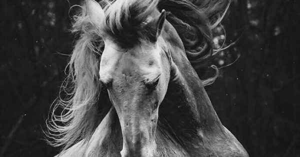 Katarzyna Okrzesik-Mikołajek - Horses Photography -Blog Graphiste ...